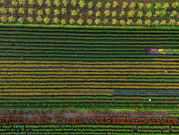 Aerial view of vast green soybean fields in Brazil, illustrating the scale and importance of agriculture in the Brazilian economy.